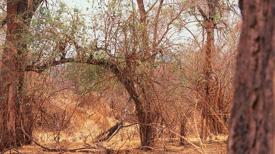 Animal Camouflage: Creatures Adapting to their Environment