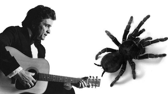 A new spider species is named after the “Man in Black”, Johnny Cash