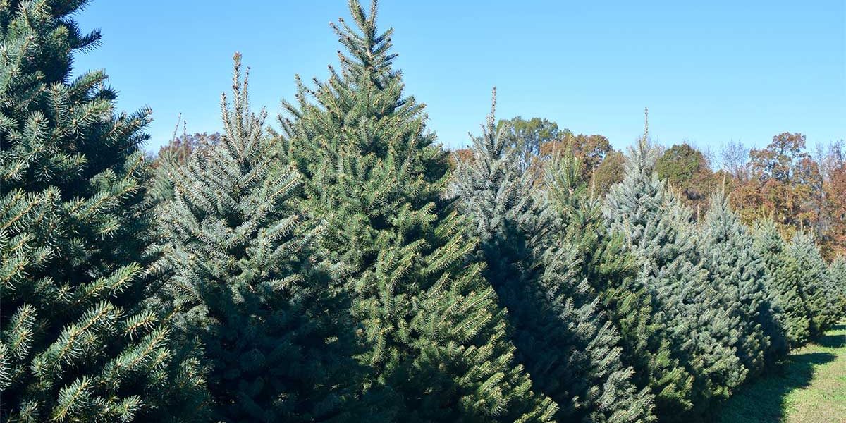 To Chop or Not To Chop?